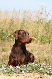 DOBERMANN 616